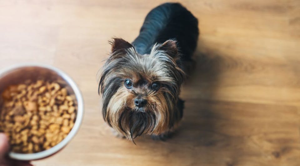 best dry food for dogs
