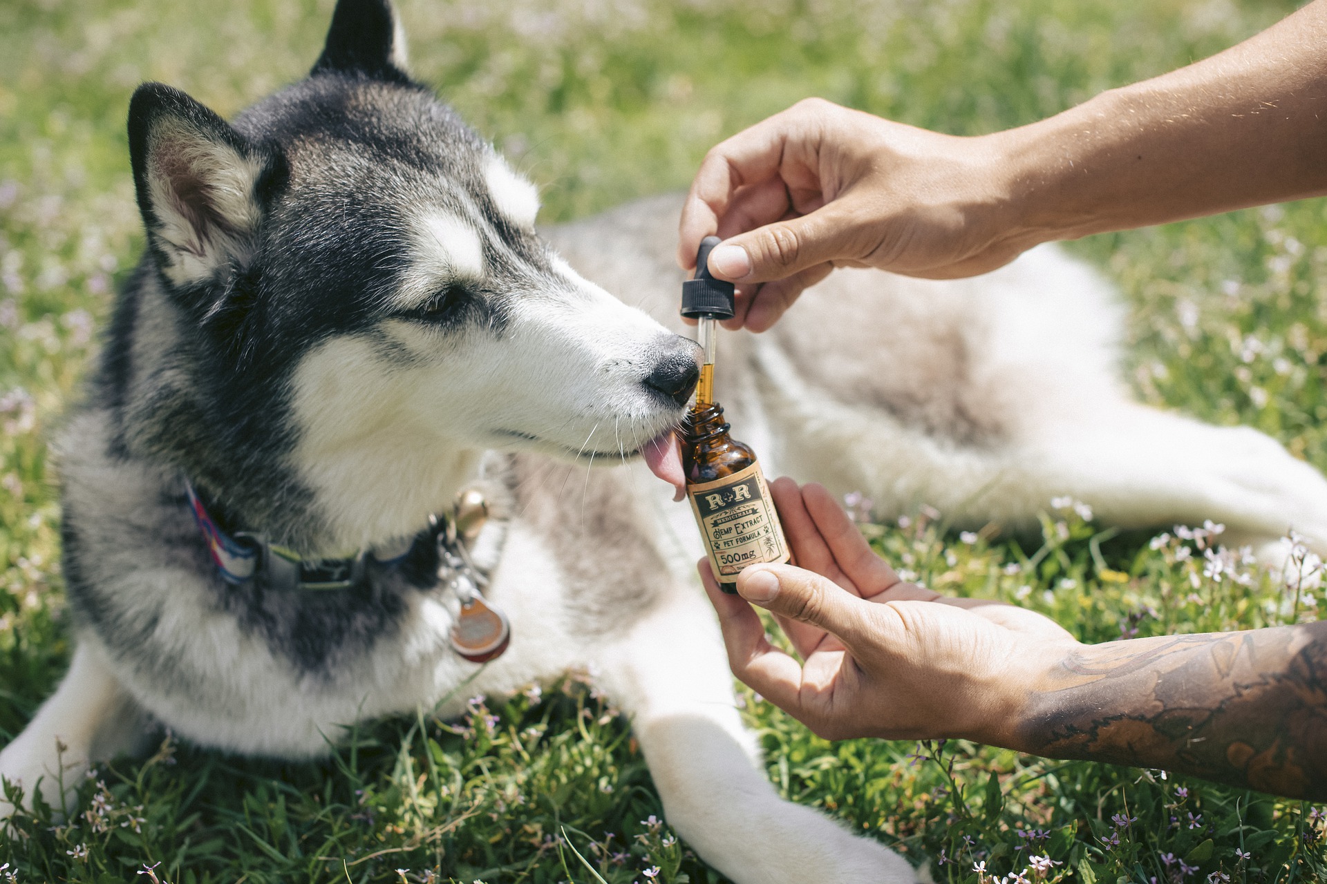 CBD Oil for Dog